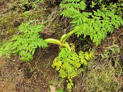 Angelica lignescens (Angelica lignescens)
