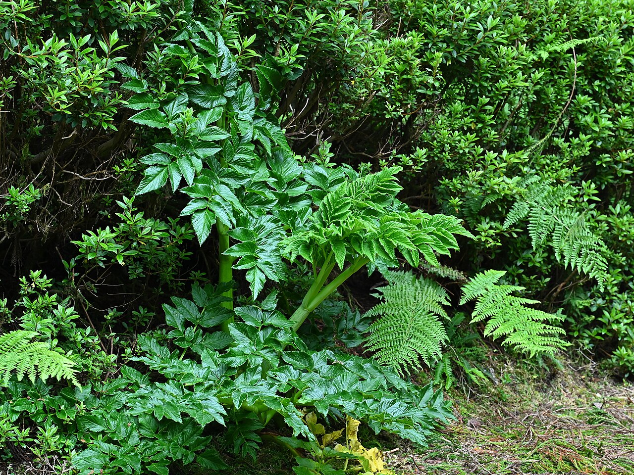 Angelica lignescens: Angelica lignescens near Lagoa do Canario on Sao Miguel, Azores