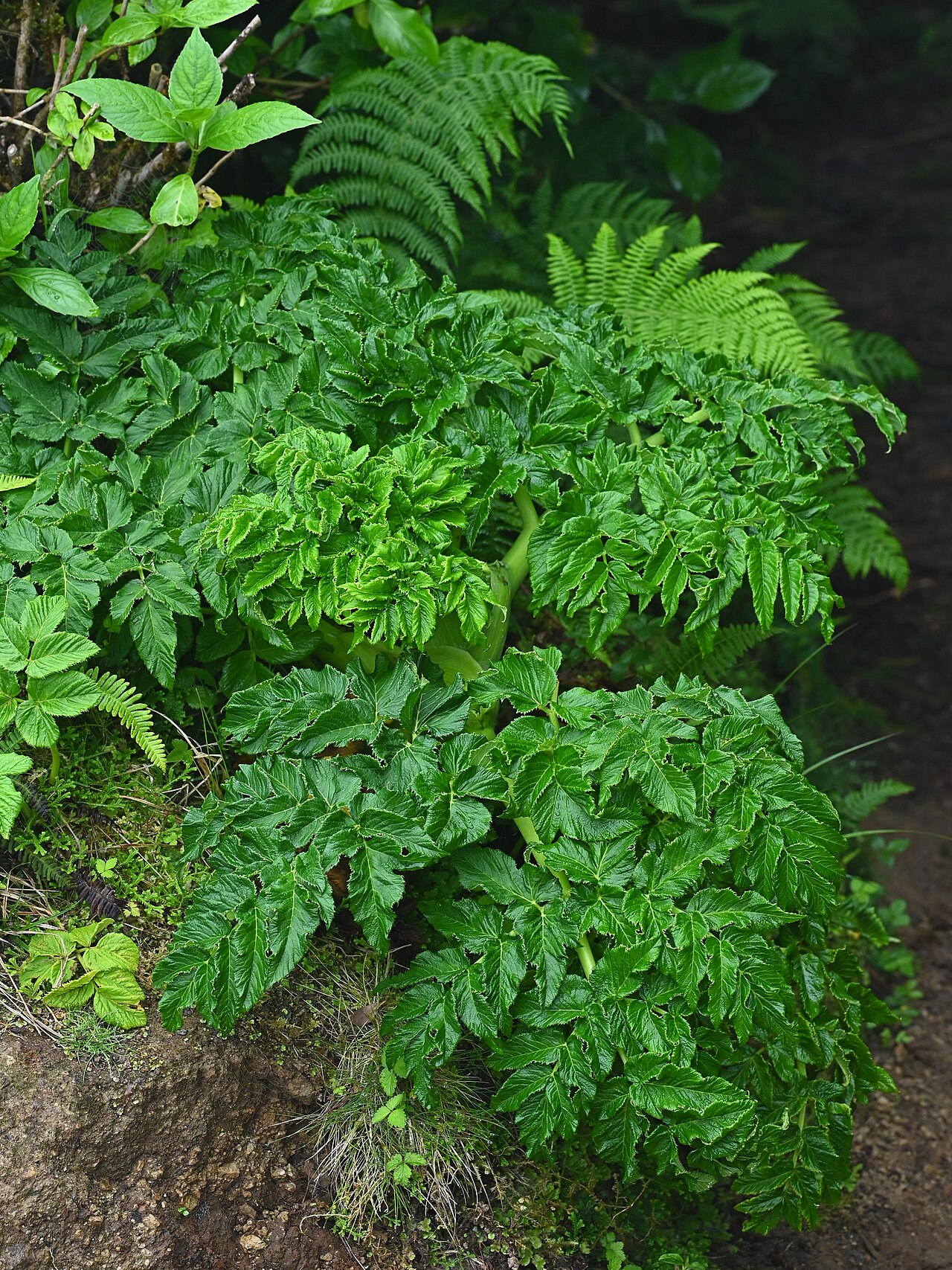 Angelica lignescens: Angelica lignescens near Lagoa do Canario on Sao Miguel, Azores
