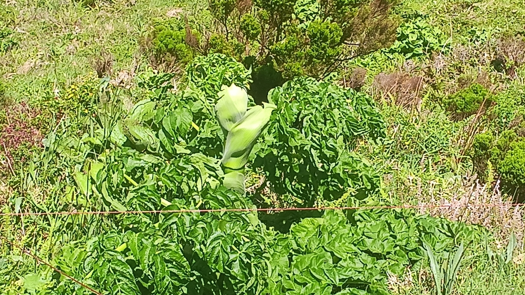 Angelica lignescens (Angelica lignescens)