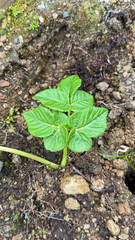 Angelica lignescens (Angelica lignescens)