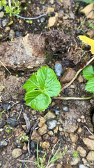 Angelica lignescens (Angelica lignescens)