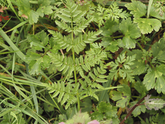 Angelica major (Angelica major)