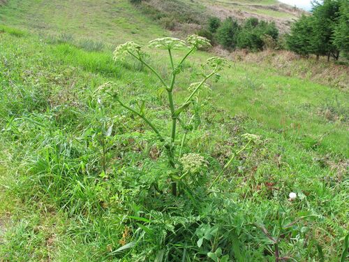 Angelica major (Angelica major)