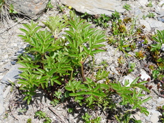 Angelica morrisonicola (Angelica morrisonicola)