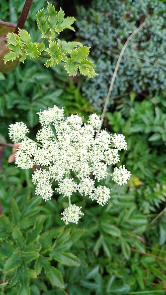 Angelica morrisonicola: Angelica morrisonicola in Taiwan