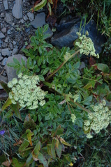 Angelica morrisonicola (Angelica morrisonicola)