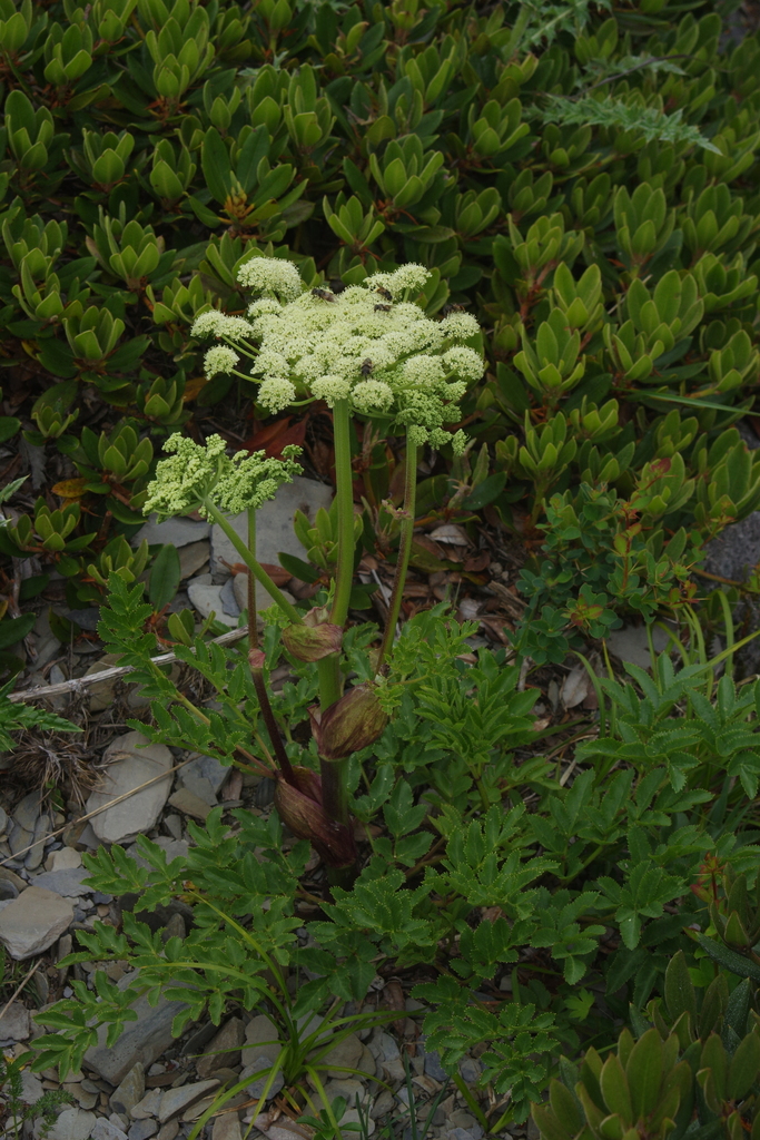 Angelica morrisonicola (Angelica morrisonicola)