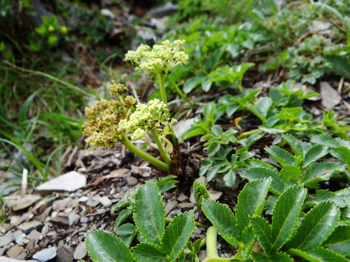 Angelica morrisonicola (Angelica morrisonicola)