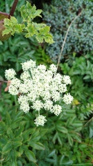Angelica morrisonicola (Angelica morrisonicola)
