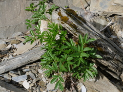 Angelica morrisonicola (Angelica morrisonicola)