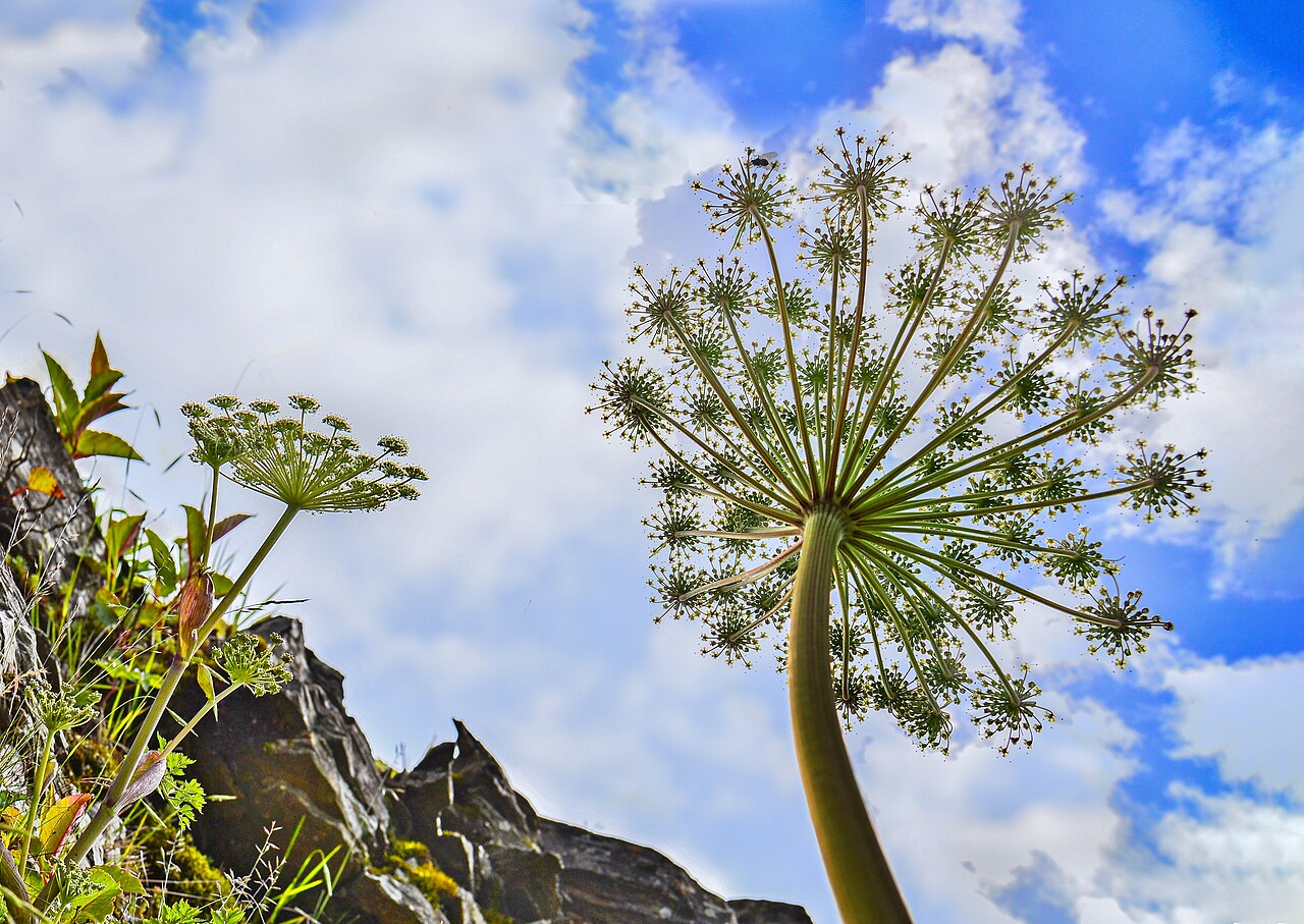 Angelica morrisonicola: Angelica morrisonicola in Hehuan Mountain