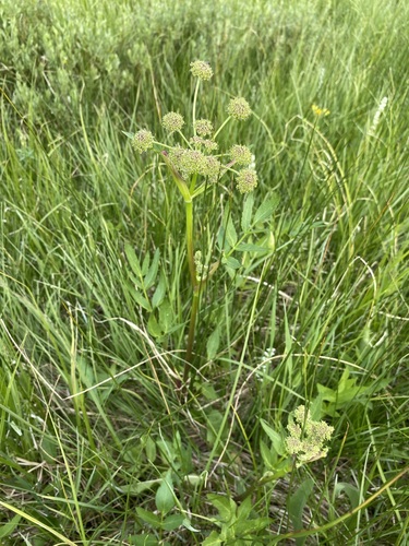 Small-leaf angelica (Angelica pinnata)