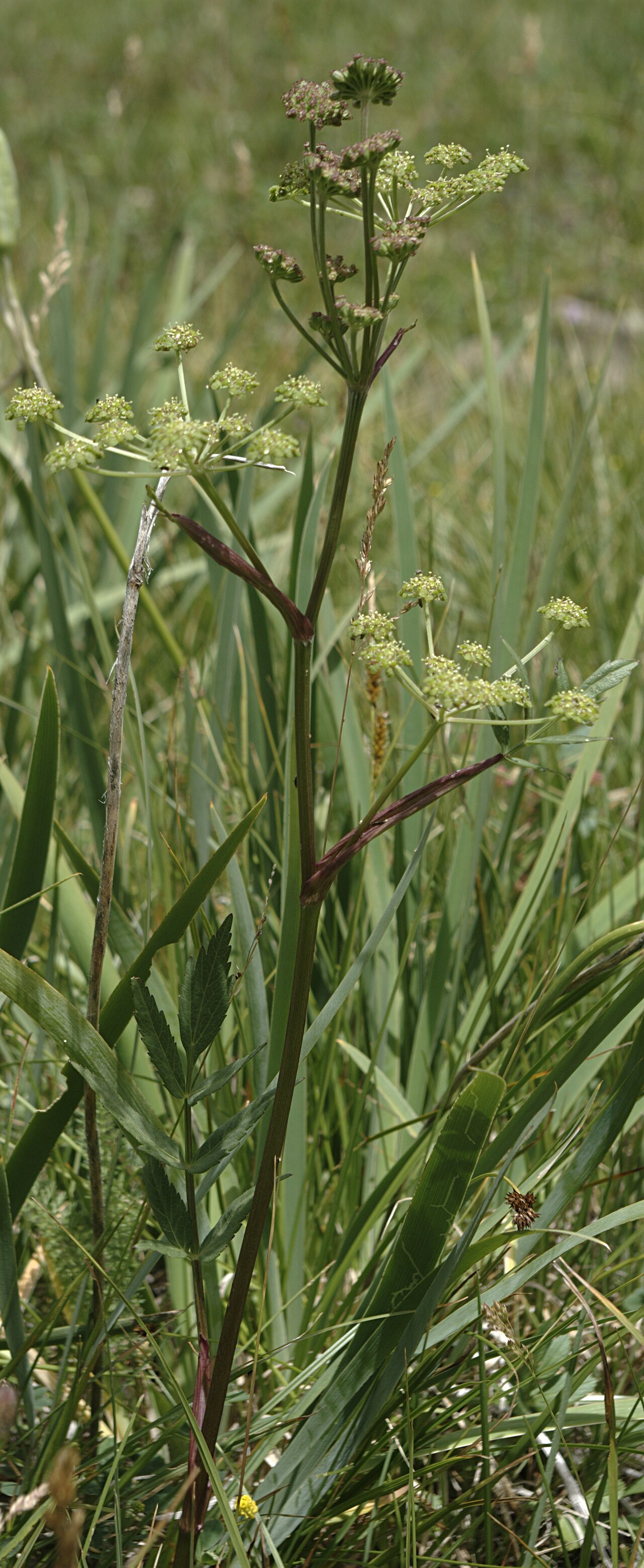 Small-leaf angelica: Angelica pinnata , Small-Leaf Angelica, going to seed, San Pedro Parks, Santa Fe National Forest, New Mexico.