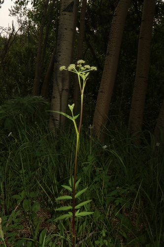 Small-leaf angelica (Angelica pinnata)