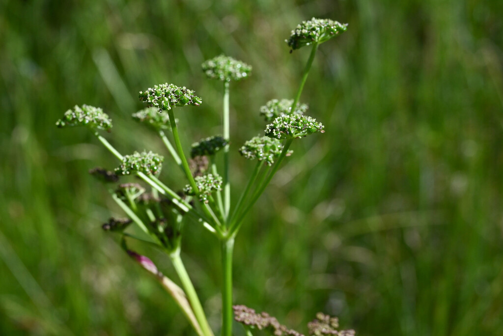 Small-leaf angelica (Angelica pinnata)