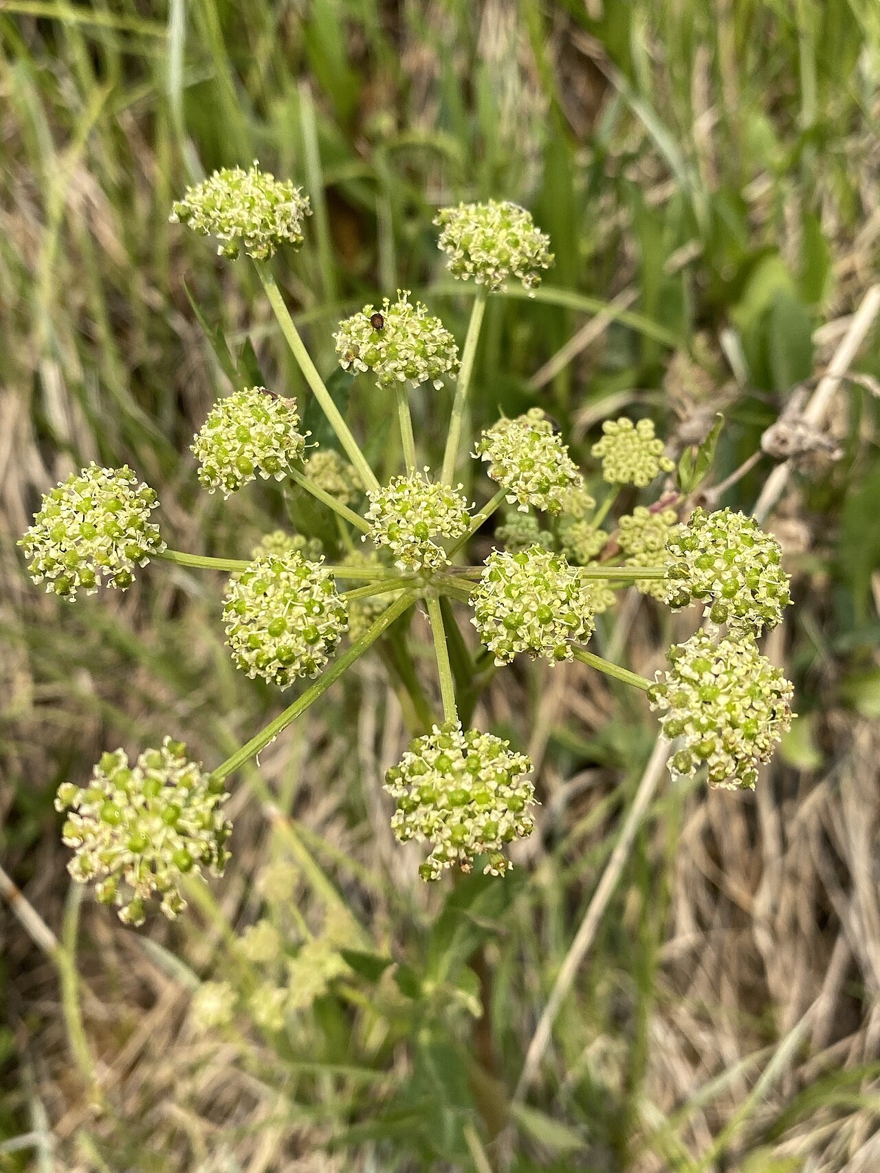 Small-leaf angelica: Small-leaf Angelica ( Angelica pinnata ) in the United States