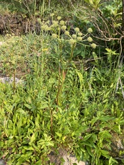 Small-leaf angelica (Angelica pinnata)