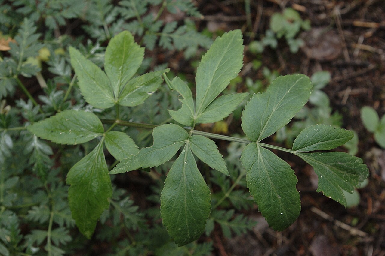 Small-leaf angelica: Leaf of Angelica pinnata , Small-Leaf Angelica, San Pedro Parks Wilderness near Resumidero Campground, Santa Fe National Forest, New Mexico.
