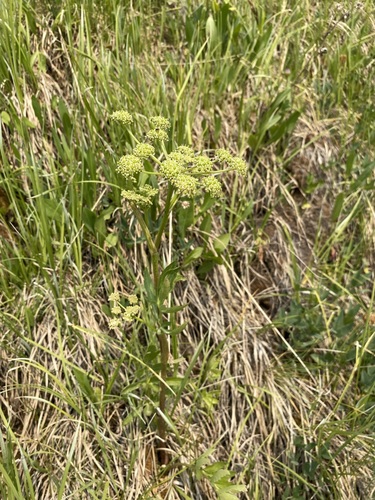 Small-leaf angelica (Angelica pinnata)