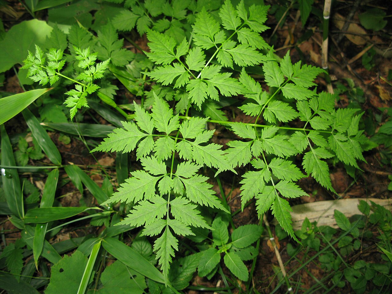 Angelica polymorpha: Angelica polymorpha , Aizu area, Fukushima pref., Japan