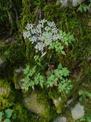 Angelica polymorpha (Angelica polymorpha)