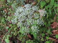 Angelica polymorpha (Angelica polymorpha)