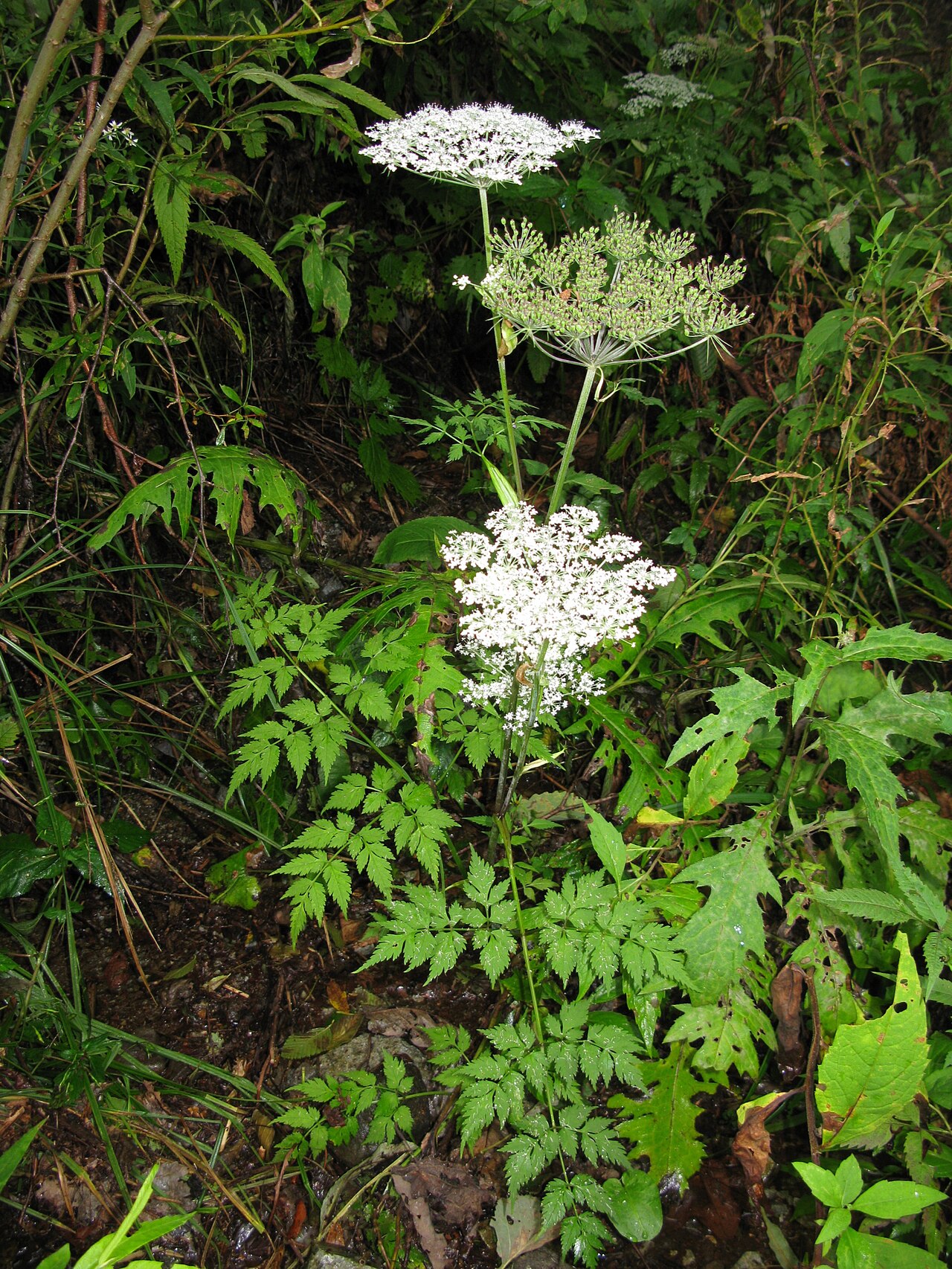 Angelica polymorpha: Angelica polymorpha , Aizu area, Fukushima pref., Japan