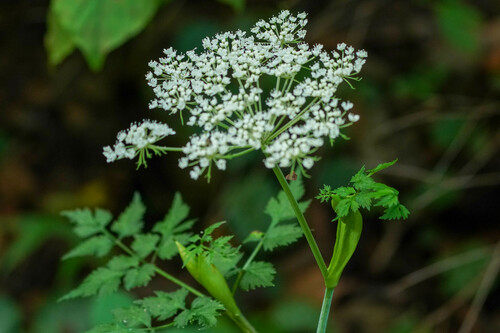 Angelica polymorpha (Angelica polymorpha)