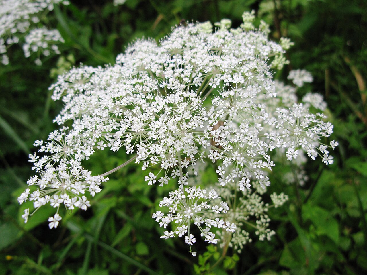 Angelica polymorpha: Angelica polymorpha , Aizu area, Fukushima pref., Japan