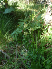 Angelica pyrenaea (Angelica pyrenaea)