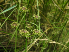 Angelica pyrenaea (Angelica pyrenaea)