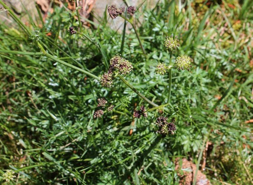 Angelica pyrenaea (Angelica pyrenaea)