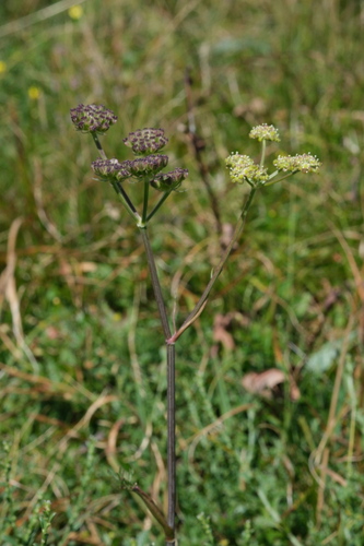 Angelica pyrenaea (Angelica pyrenaea)