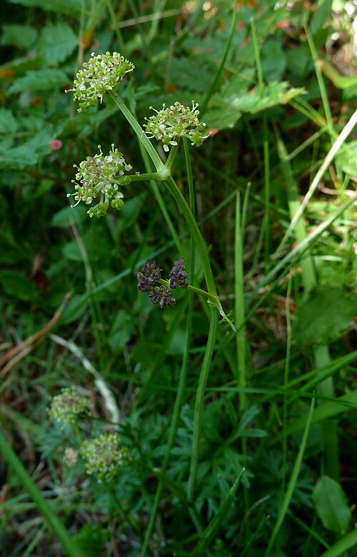 Angelica pyrenaea: Selinum pyrenaeum , Quérigut, France