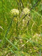 Angelica pyrenaea (Angelica pyrenaea)