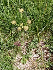 Angelica pyrenaea (Angelica pyrenaea)