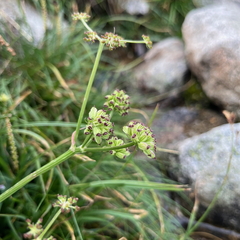 Angelica pyrenaea (Angelica pyrenaea)