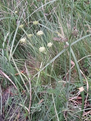 Angelica pyrenaea (Angelica pyrenaea)