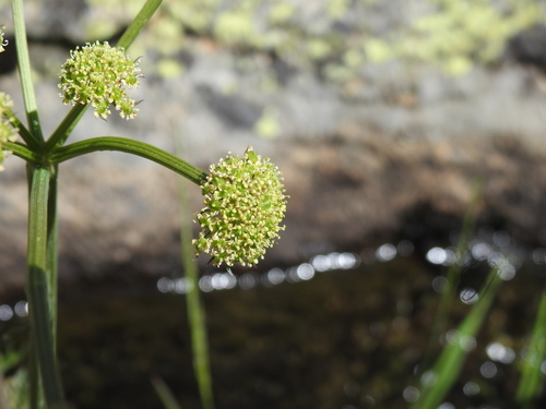 Angelica pyrenaea (Angelica pyrenaea)