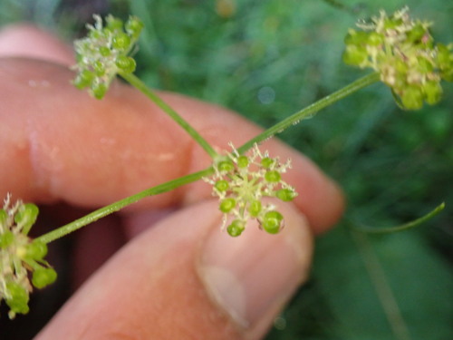 Angelica pyrenaea (Angelica pyrenaea)