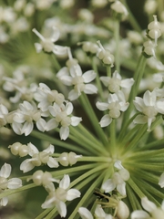 Angelica razulii (Angelica razulii)