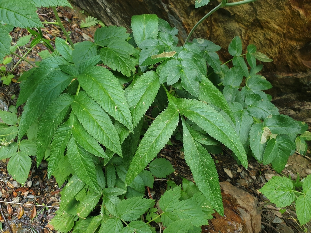 Angelica razulii (Angelica razulii)