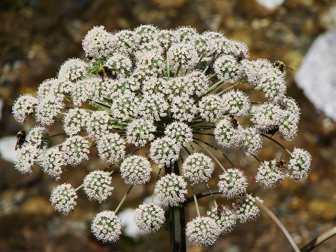 Angelica razulii: Vallée du Marcadau, Pyrénées françaises, commune de Cauterets , département des Hautes-Pyrénées ( France ) : Angelica razulii
