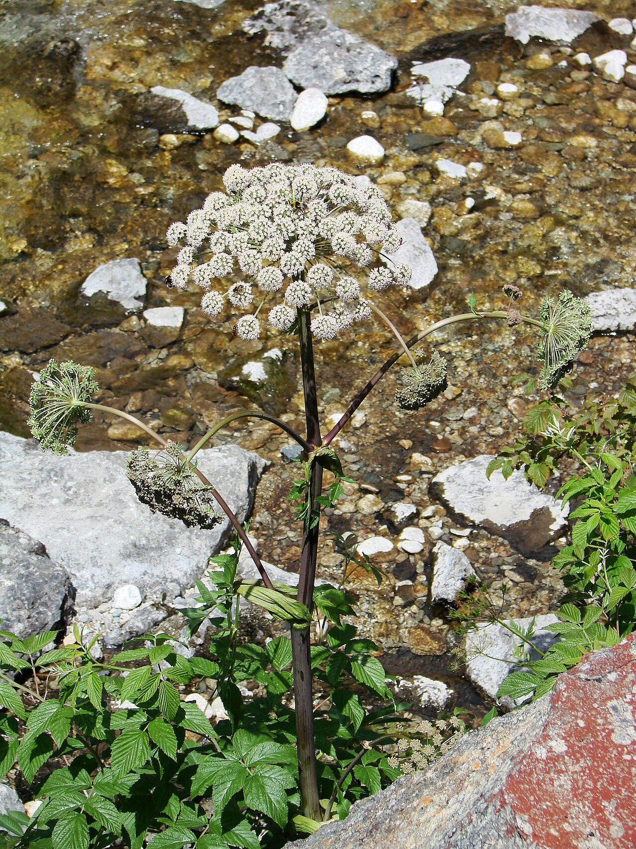 Angelica razulii: Vallée du Marcadau, Pyrénées françaises, commune de Cauterets , département des Hautes-Pyrénées ( France ) : Angelica razulii