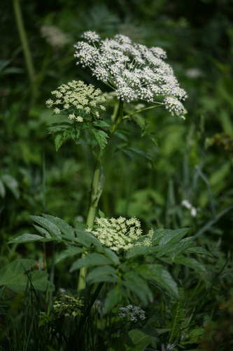 Angelica razulii (Angelica razulii)