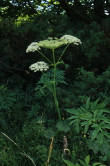 Angelica razulii (Angelica razulii)
