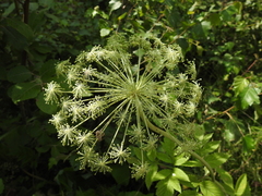 Angelica razulii (Angelica razulii)
