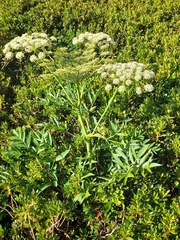 Angelica razulii (Angelica razulii)