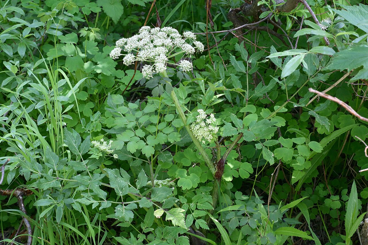 Angelica saxatilis: Amut lake. Solnechny District in Khabarovsk Krai, The Russian Far East.